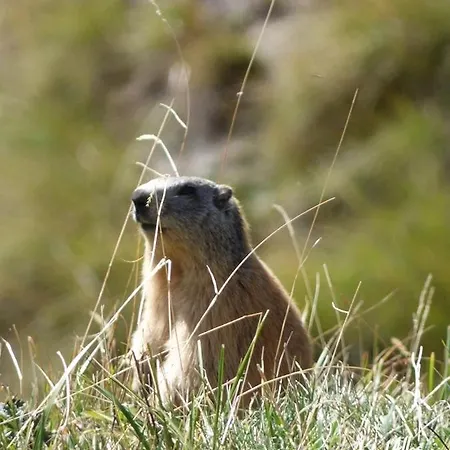 Apartament Eden Station La Foux Centre, 5 Couchages Avec Menage Inclus Allos